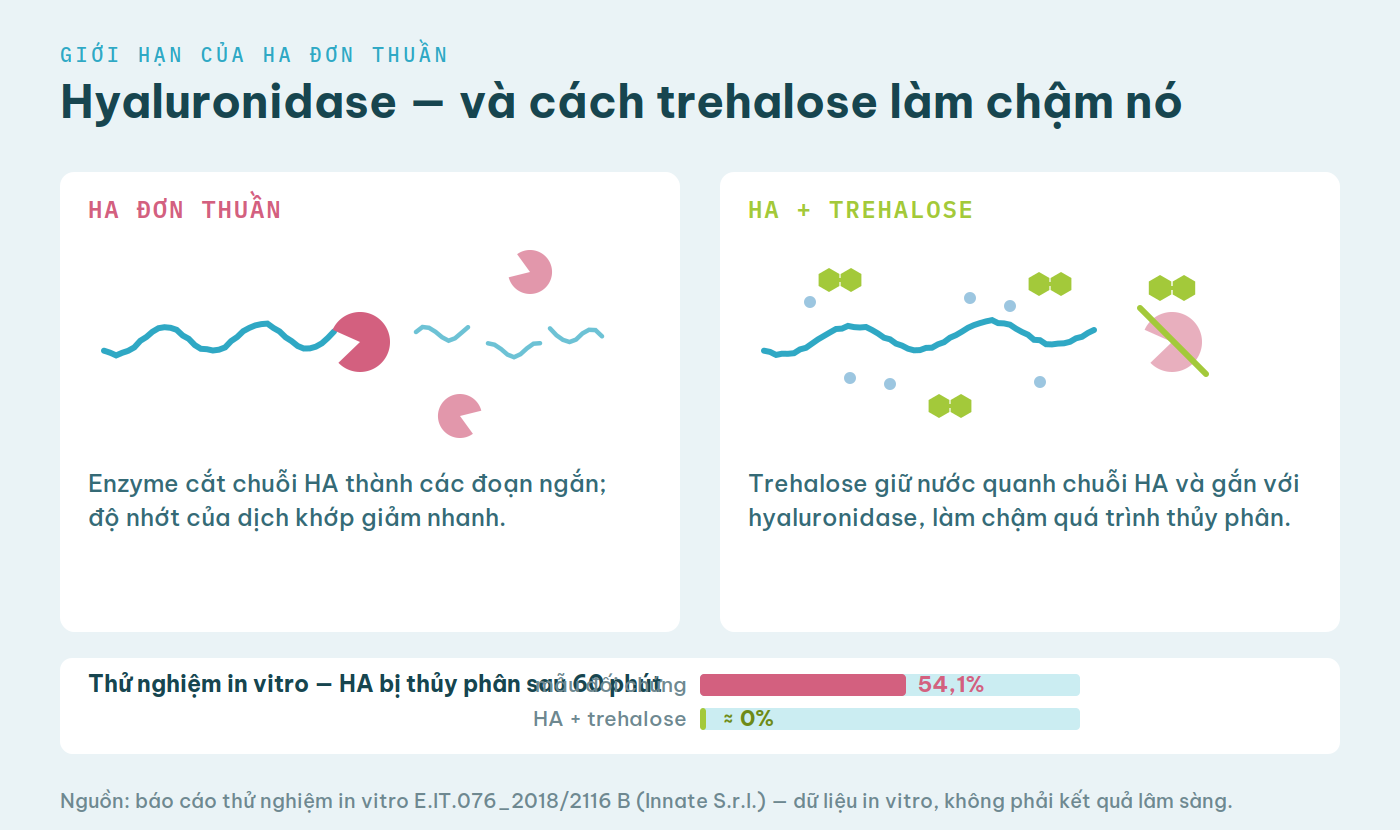 Sơ đồ so sánh: hyaluronidase cắt chuỗi HA đơn thuần thành đoạn ngắn, so với HA có trehalose giữ nước và gắn enzyme; biểu đồ in vitro 54,1% so với gần 0%.
