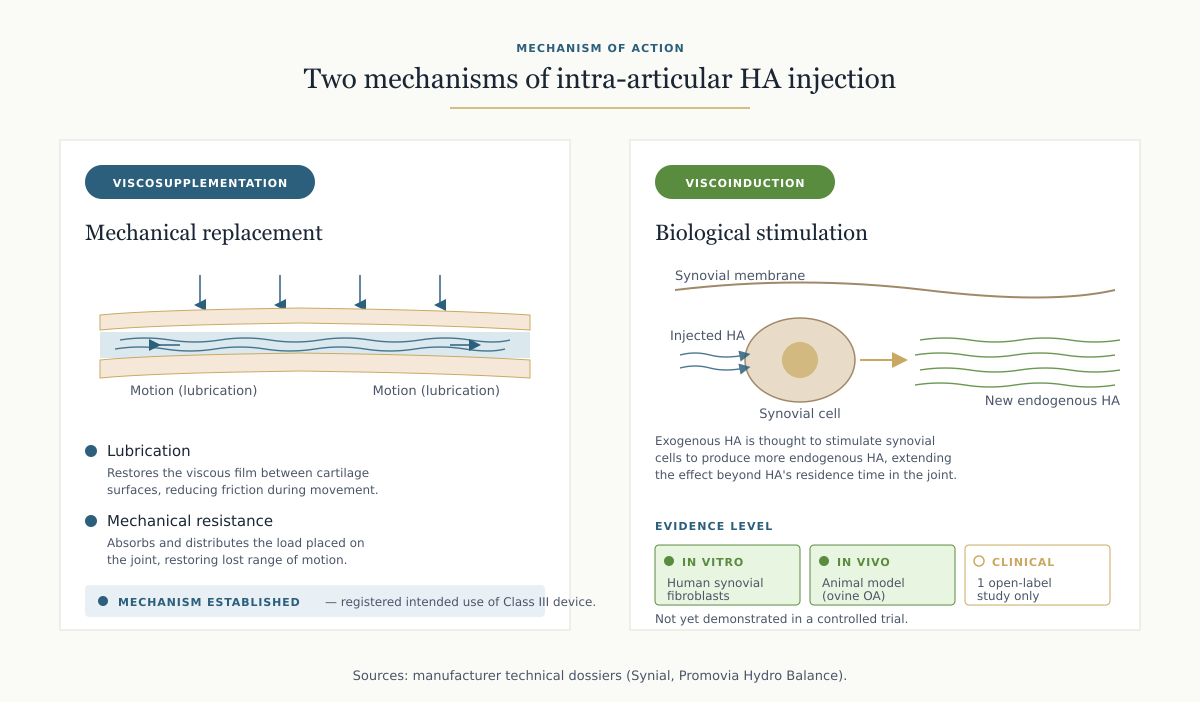 Diagram of two mechanisms: viscosupplementation with an HA film lubricating and resisting load between two cartilage surfaces; viscoinduction with synovial cells producing additional HA, with evidence-level badges for in vitro, in vivo and clinical tiers.