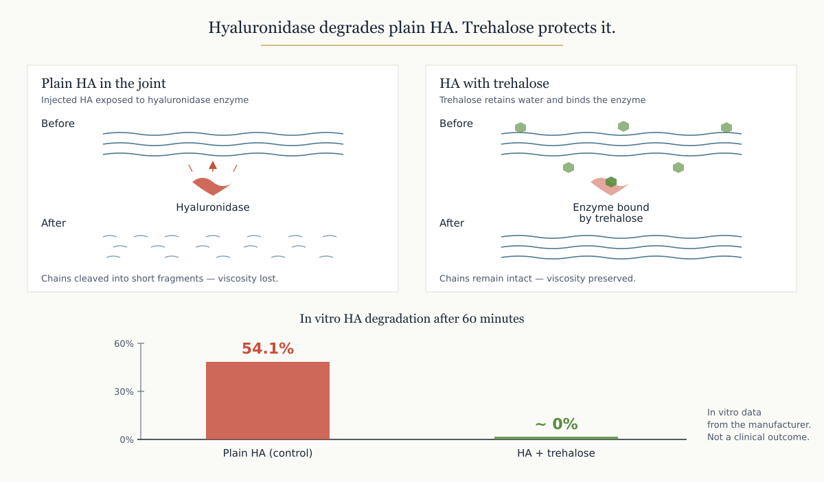 Comparison diagram: hyaluronidase cleaving plain HA into shorter fragments, versus HA combined with trehalose retaining water and binding the enzyme; in vitro chart showing 54.1% versus near-zero degradation.